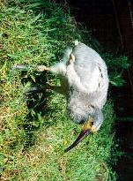 Ibis chick is 1-month old